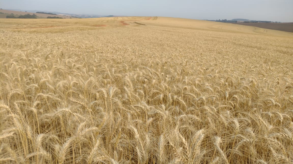 Trigo/Cepea: Mesmo com menor área, preços recuam em boa parte de 2025