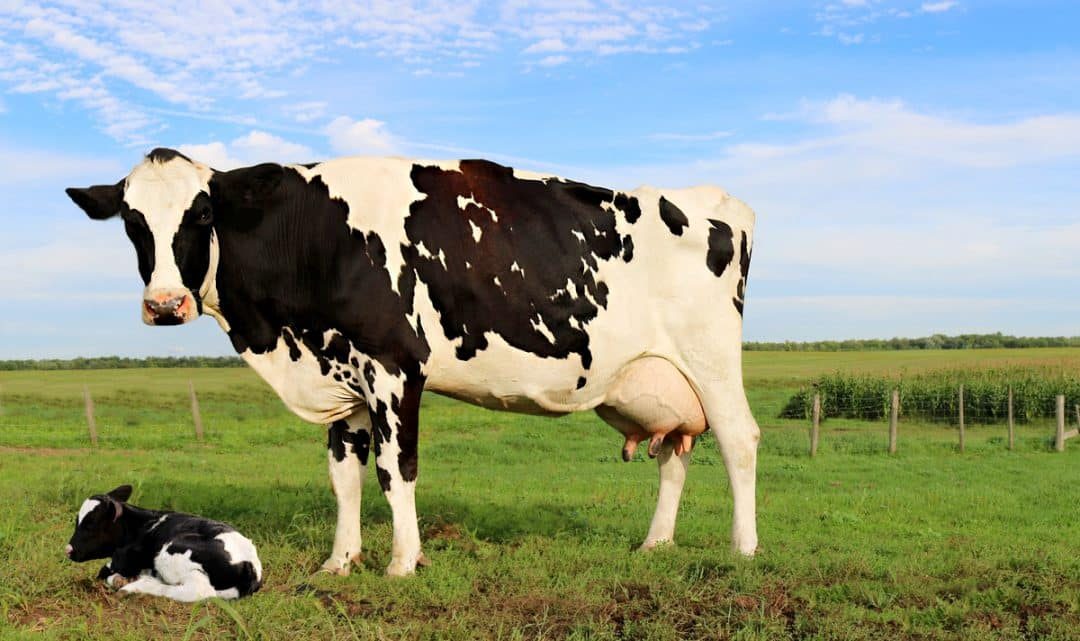 Leite/Cepea: ano é marcado por maior produção e por preço em queda