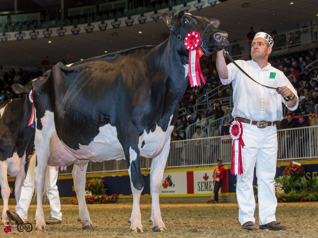 Vaca holandesa é vendida por R$ 6,7 milhões, um símbolo da “genética milionária” no leite