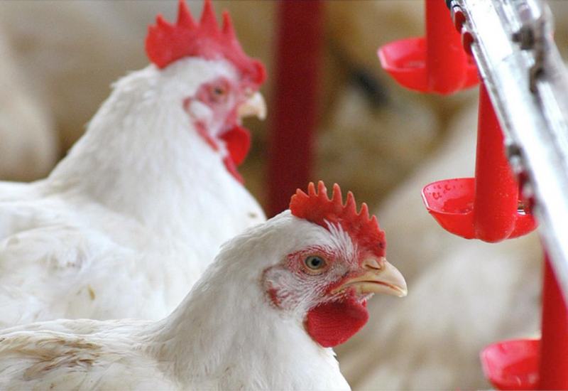 ⁠Retrospectiva 2025: Principais destaques da avicultura