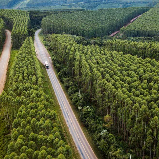 2025: um ano que colocou à prova a resiliência do setor florestal
