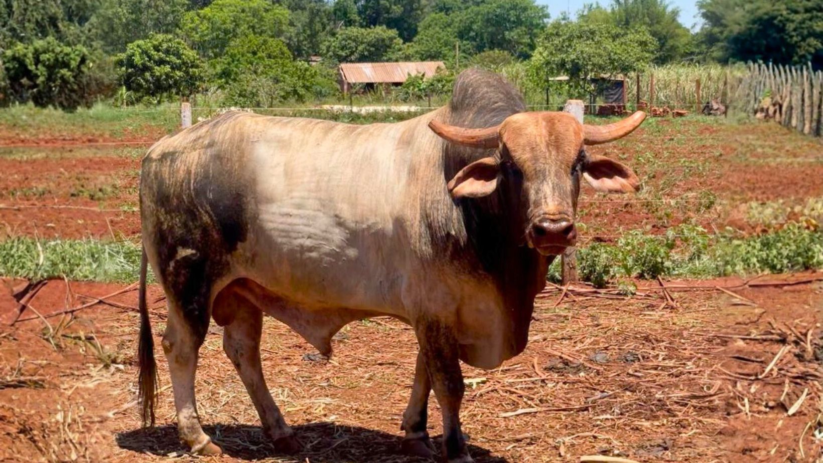 Desaparecimento de touro campeão levanta suspeita de furto e mobiliza redes sociais