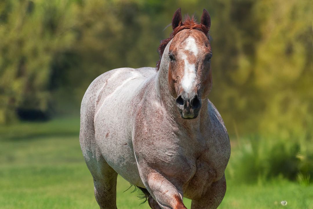 Crescimento da raça Quarto de Milha no Brasil – mais de 700 mil animais – e seu protagonismo mundial