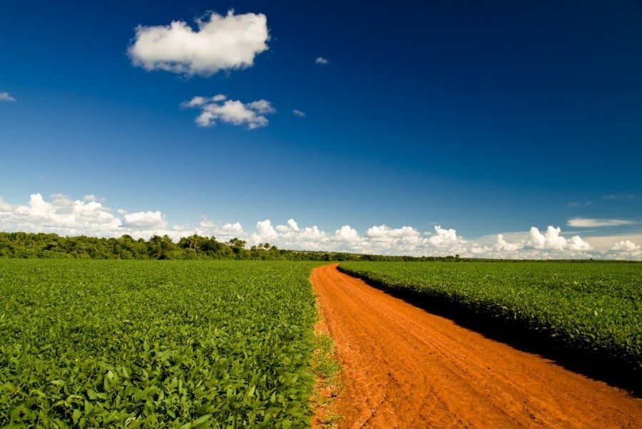 Moratória da soja: Mato Grosso regulamenta lei e decreto entra em vigor