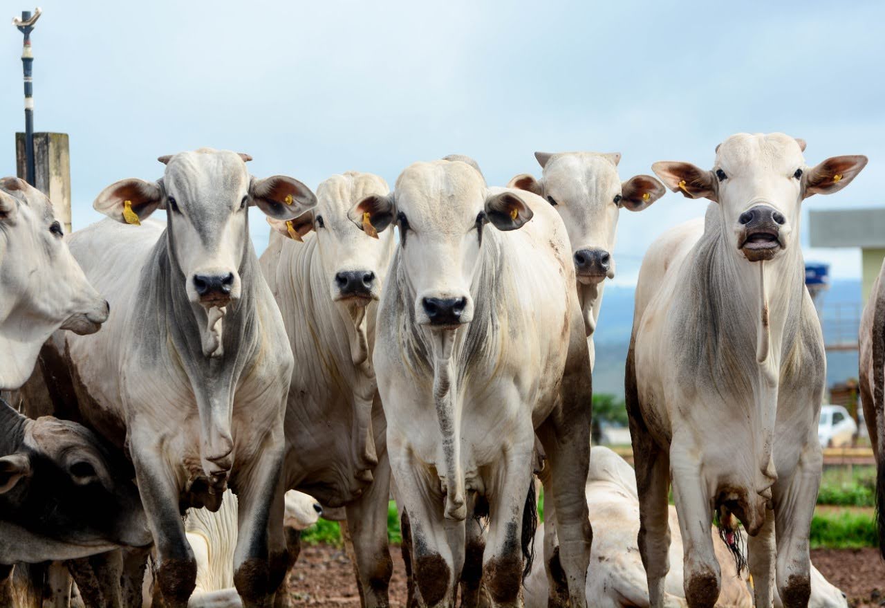 Redução da oferta de gado no Brasil reacende pressão sobre preços da carne no mundo