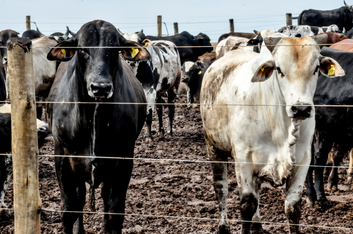 Da bosta ao lucro: dejetos bovinos integram ganho econômico nos confinamentos de gado