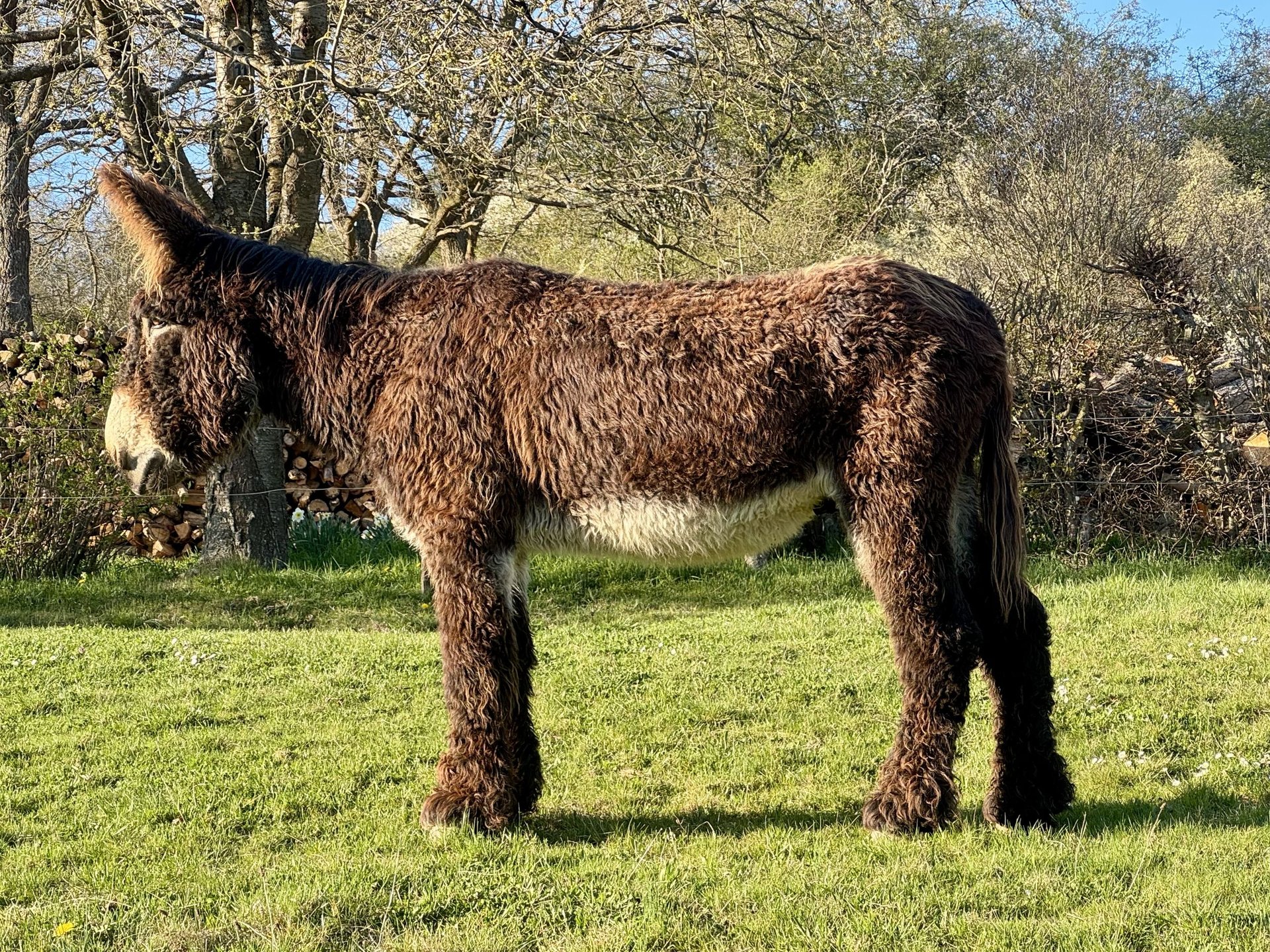 Conheça as raças de burros e jumentos mais raros e que você não sabia que existia