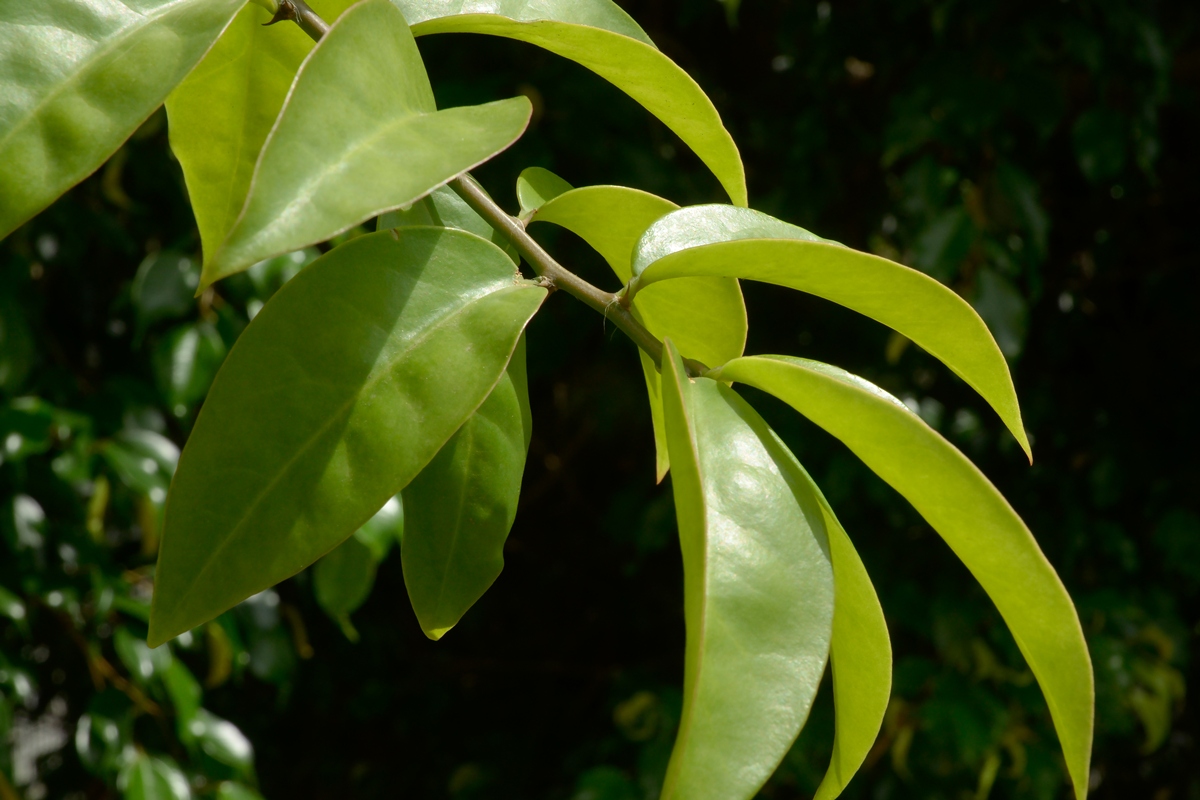 Ora-pro-nóbis: conheça os benefícios da planta para a saúde