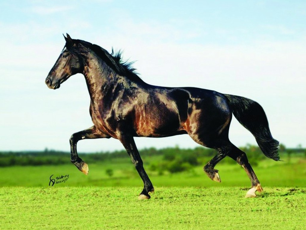 Conheça o Elfo do Porto Azul, o cavalo que mudou a marcha picada para sempre