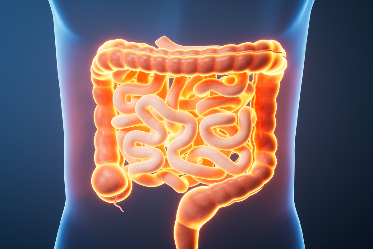 Estudo indica que há uma forma de regenerar o intestino envelhecido