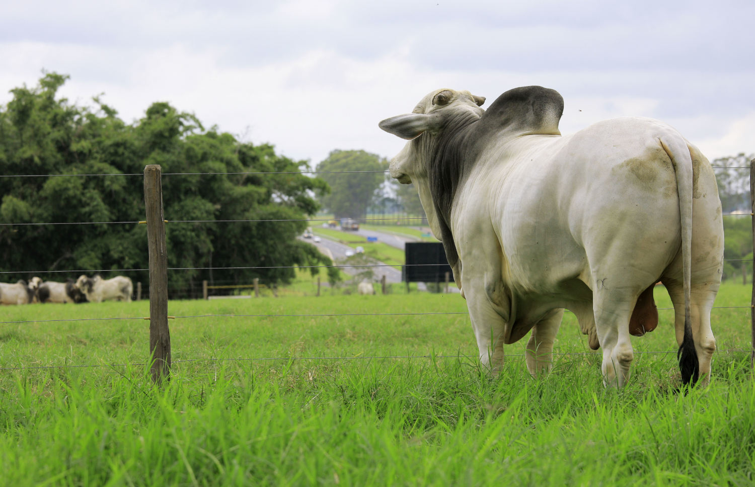 Boi gordo inicia 2026 com preços “peados” e, para piorar, com salvaguarda chinesa; o que esperar?