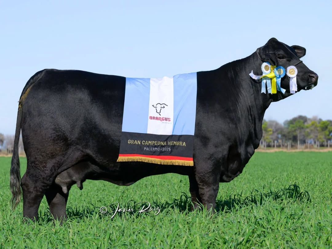 Vaca Brangus é valorizada em $260 milhões após venda recorde de 50% em leilão; vídeo