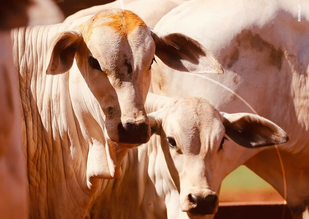 Reposição sumiu: Confira onde o preço do bezerro mais subiu em 2025; o que esperar?