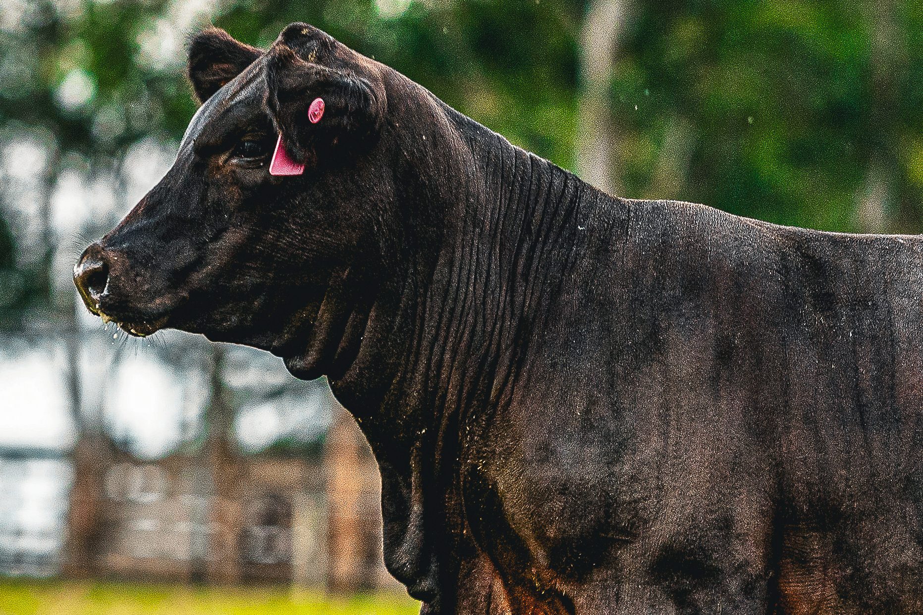 Campeão da raça: Rincon del Sarandy conquista Prêmio Mérito Genético Ultrablack