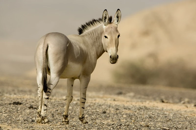 O burro nasceu aqui: conheça o ancestral africano que corre risco de extinção