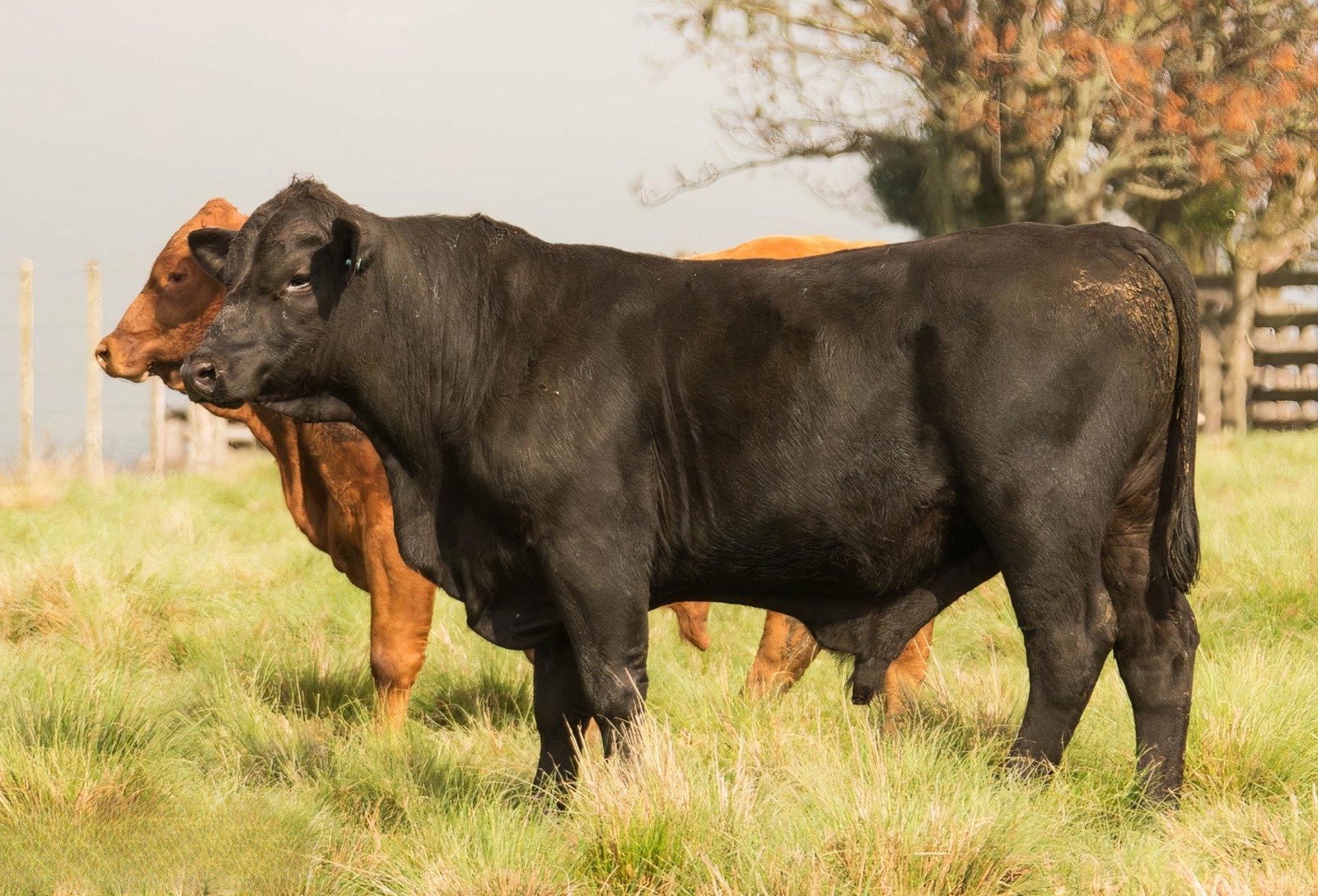 Promebo registra mais de 45 mil avaliações em 2025 e destaca avanço da raça Brangus