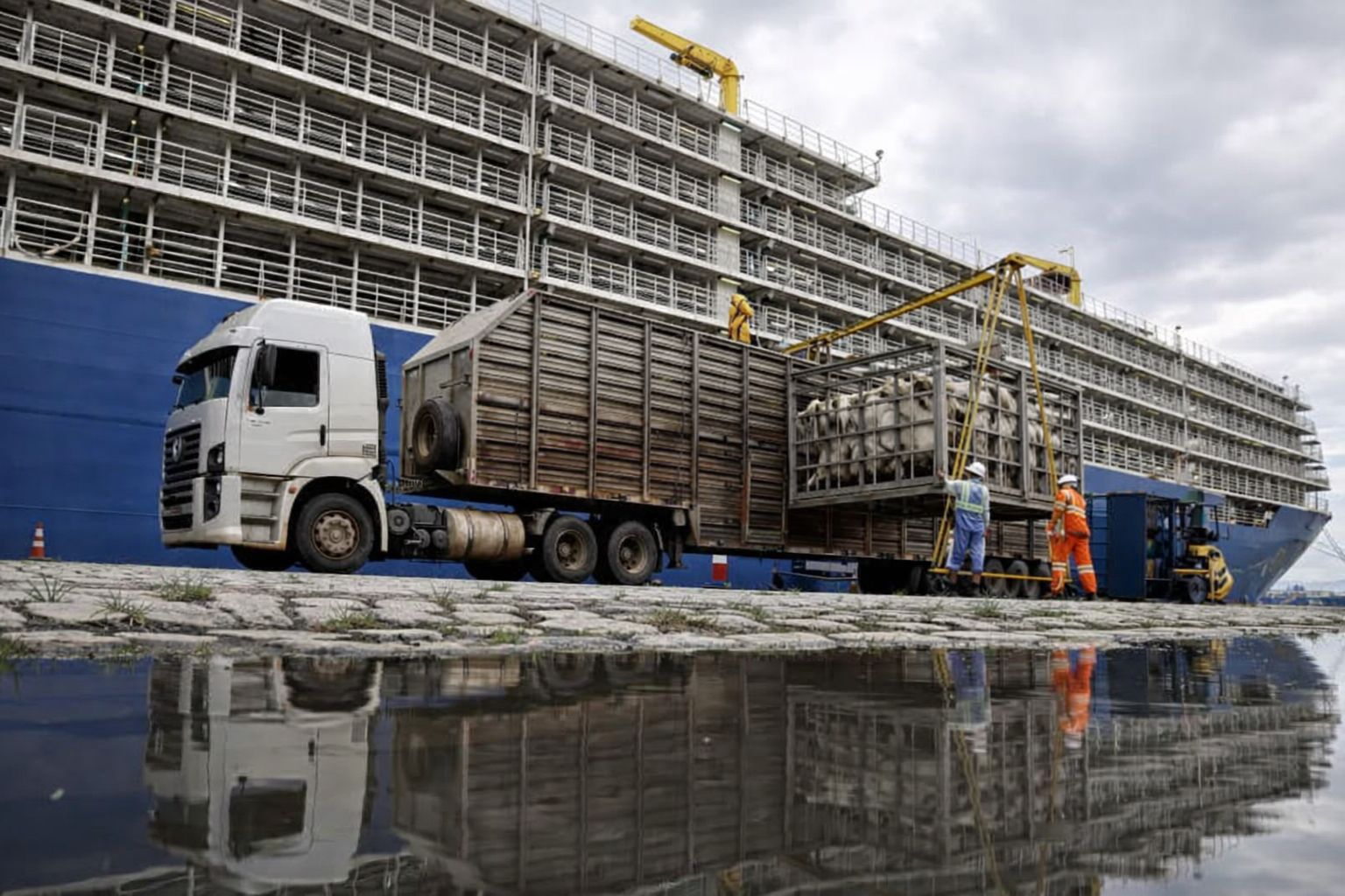 Exportação de gado vivo do Brasil superam 1,05 milhão de bovinos em 2025, um recorde histórico