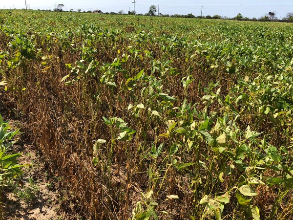 Safra 2025/26 de soja registra 118 focos de ferrugem asiática