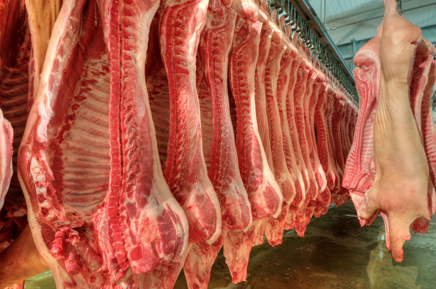 Carne suína/ABPA: exportação em 2025 atinge recorde de 1,510 milhão de t (+11,6%)