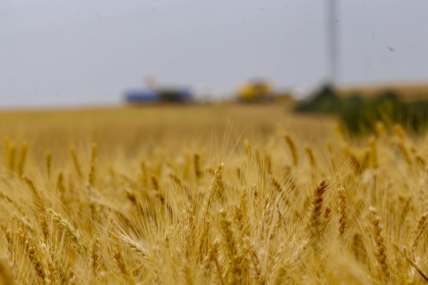 EUA vendem 118,7 mil t de trigo da safra 2025/26, aponta USDA