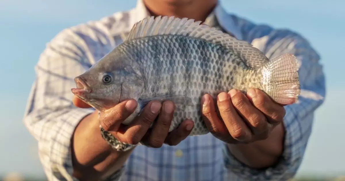 TILÁPIA/CEPEA: Embarques recuam em 2025