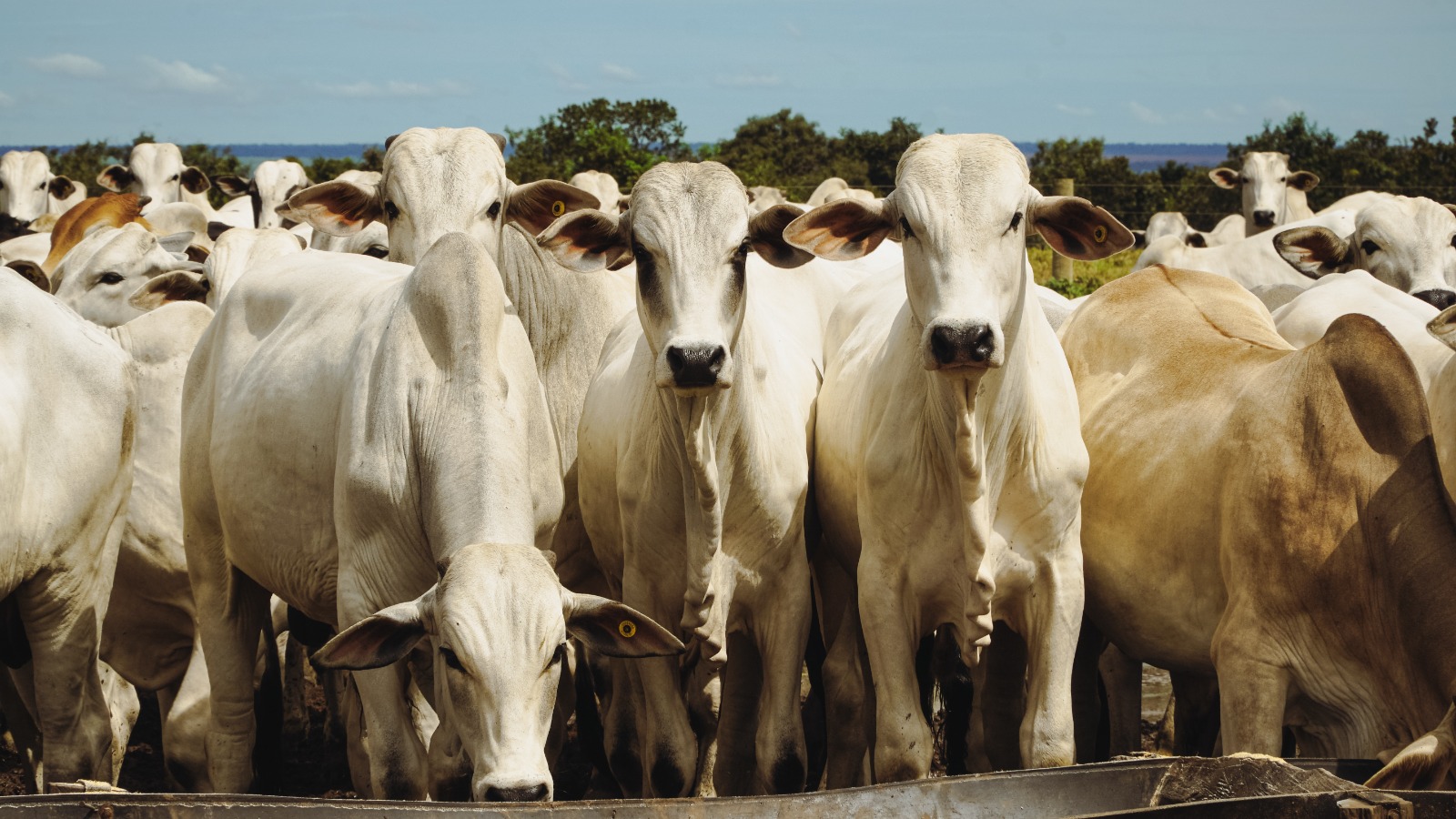 Pecuária de MT lucra com a venda de pênis bovino no mercado asiático