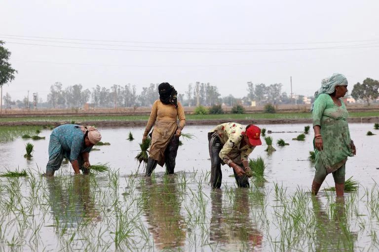 Índia se torna maior produtor de arroz do mundo e supera China