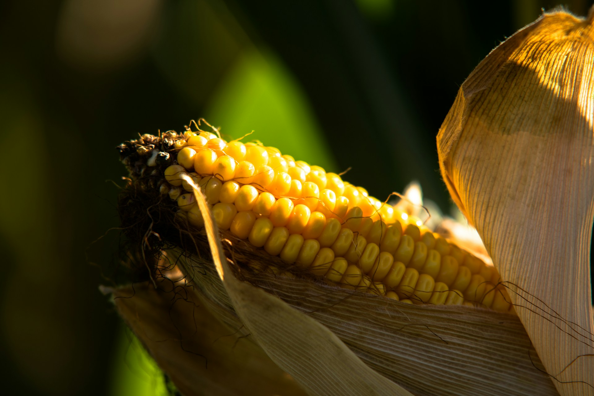 Milho de alta precisão ganha espaço no campo e amplia a rentabilidade do produtor