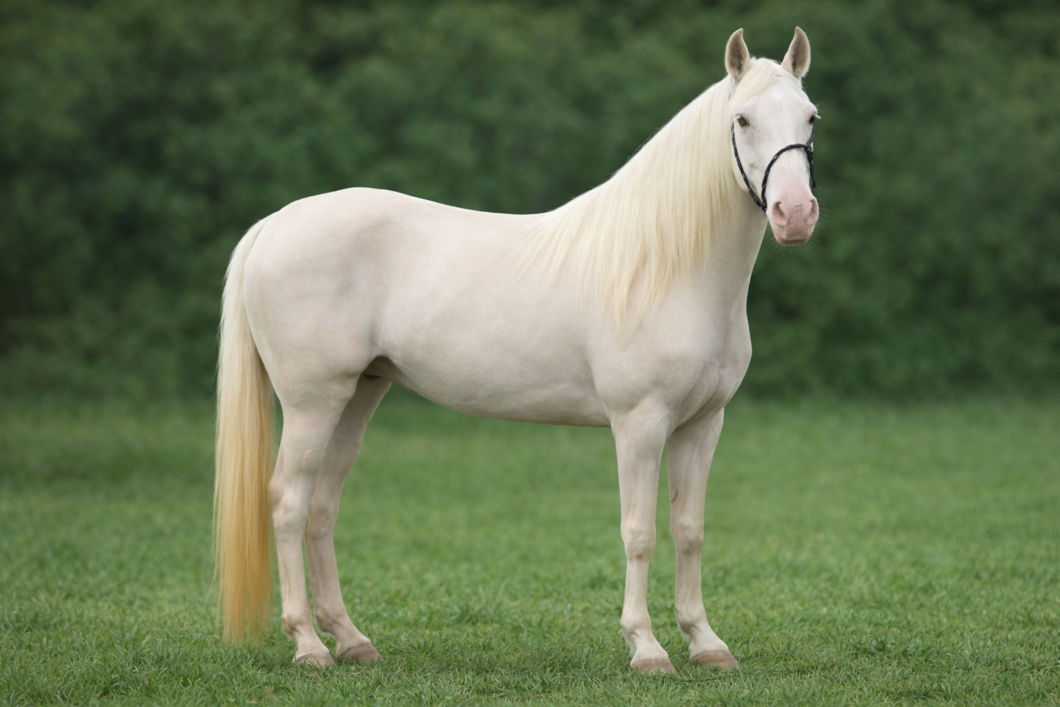 Por que alguns cavalos Mangalarga Marchador brancos ficam fora do registro? Entenda