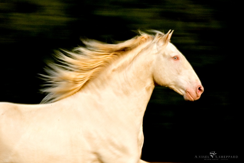 Smoky cream: quando a genética cria um cavalo fora do padrão