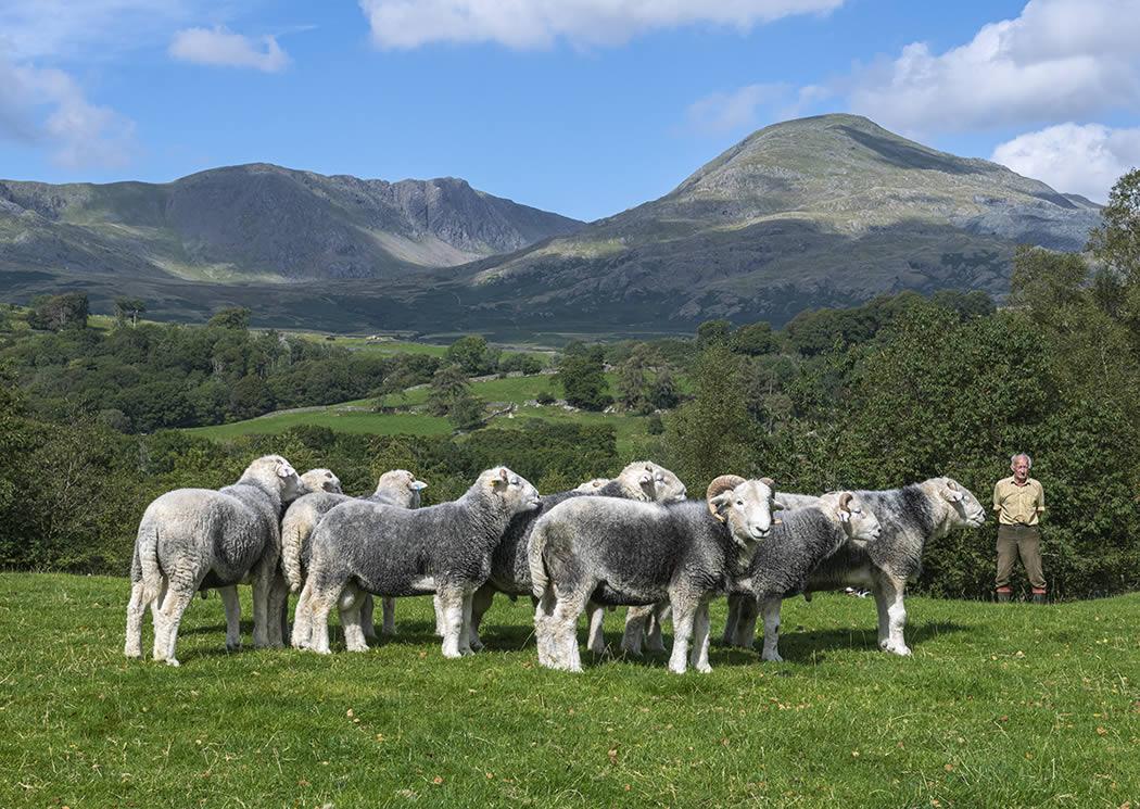 Conheça a raça Herdwick, a ovelha que sobrevive há 10 mil anos onde nenhuma outra consegue