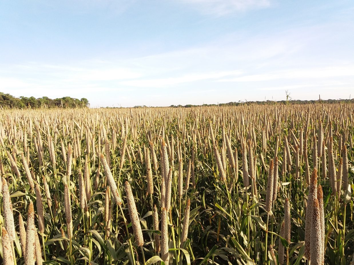 Chuvas favorecem desenvolvimento do milho no Rio Grande do Sul