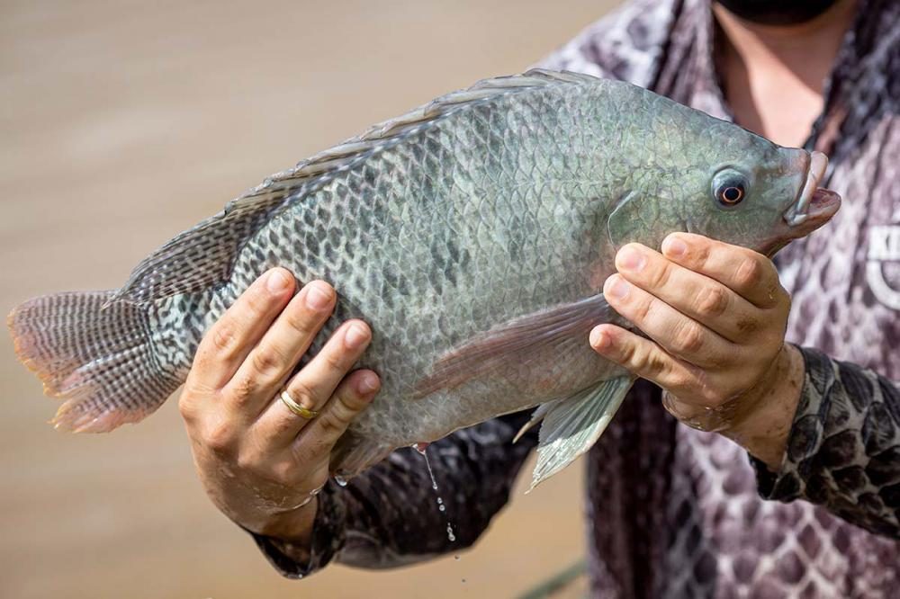 Lei no Paraguai abre caminho para criação de tilápias em Itaipu e reacende debate binacional