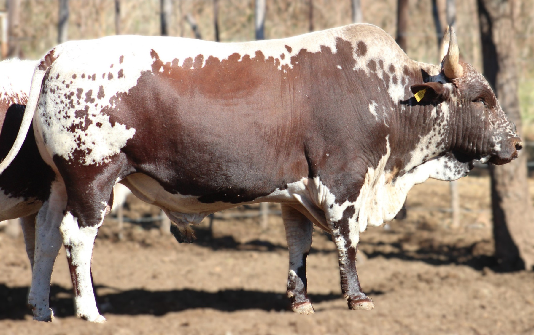Conheça o “Gado do Rei”, a raça africana Nkone  que resiste a seca e produz carne barata