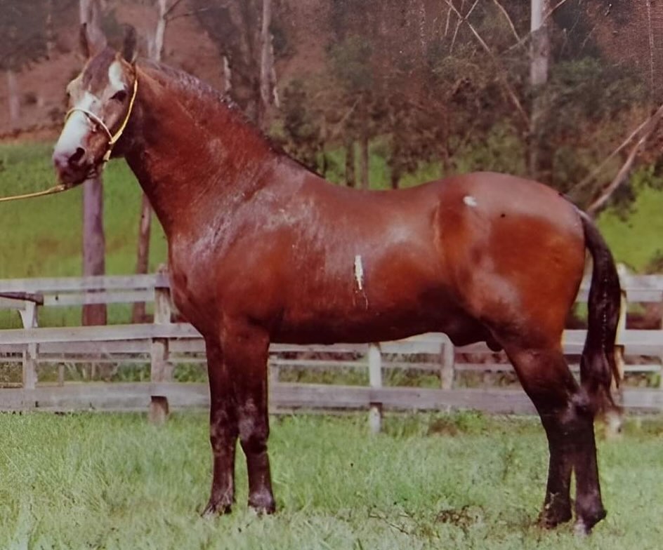 DNA de uma lenda: por que Herdade Cadillac segue definindo o padrão do Mangalarga Marchador
