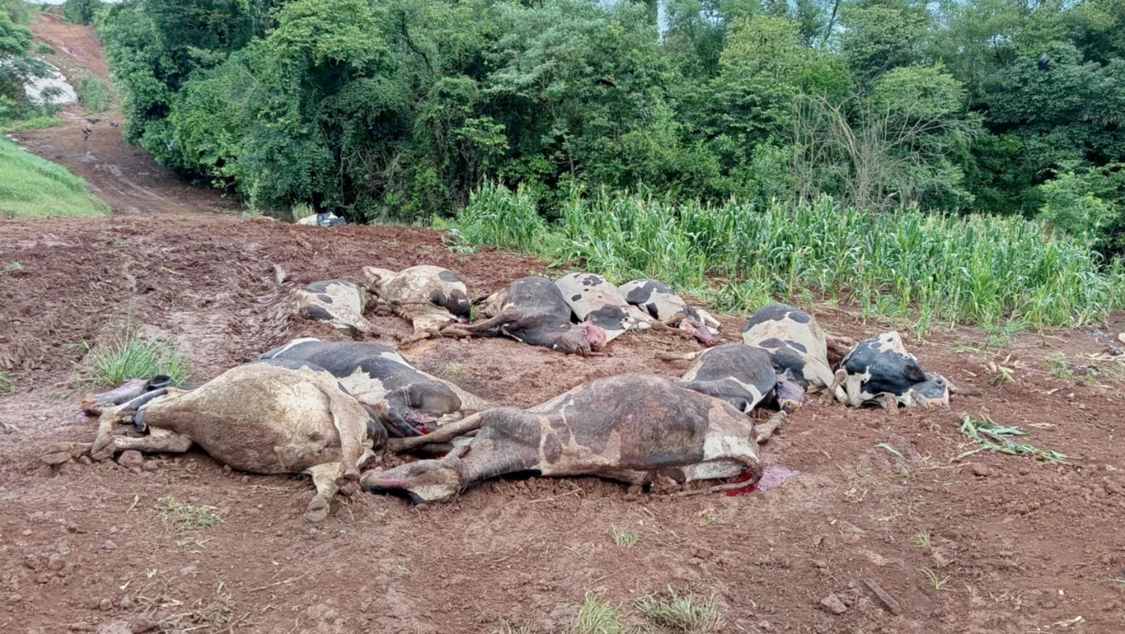 Dezenas de vacas morrem de forma misteriosa em propriedade no Sul; vídeo