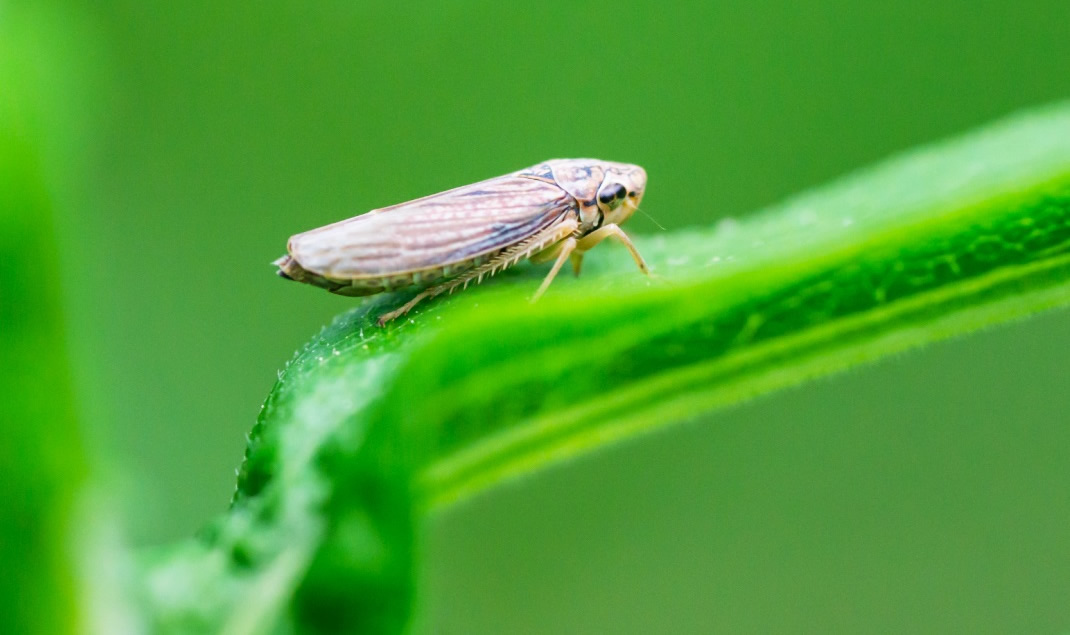 Tecnologias biológicas barram a cigarrinha-do-milho, reduzem a resistência e elevam a sanidade da lavoura