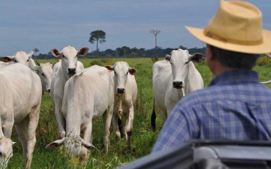 O passo a passo para sair do zero e bater 10 cabeças por hectare