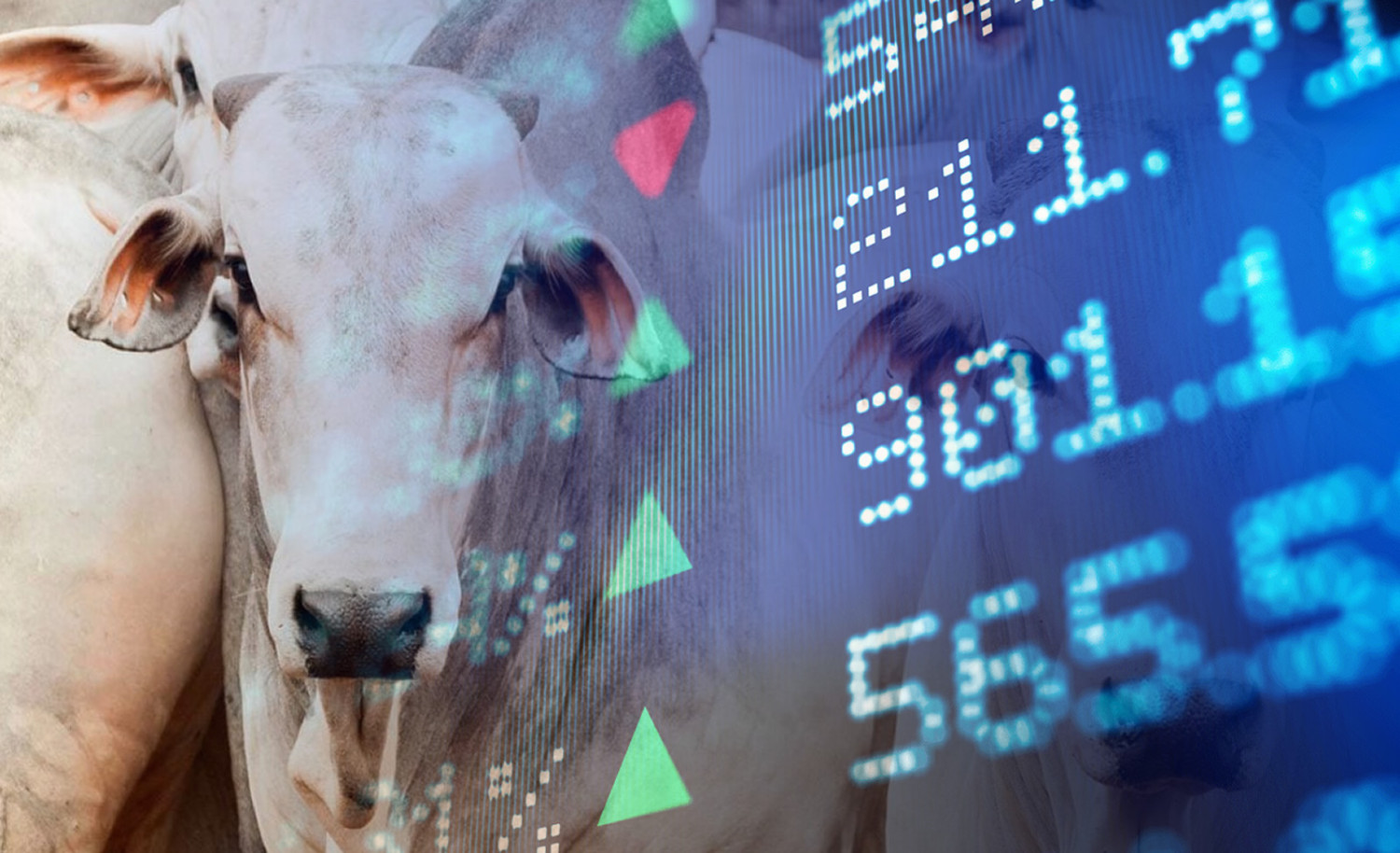 A arroba do boi vai chegar a R$ 1.000 — e isso é um péssimo sinal para o Brasil; vídeo