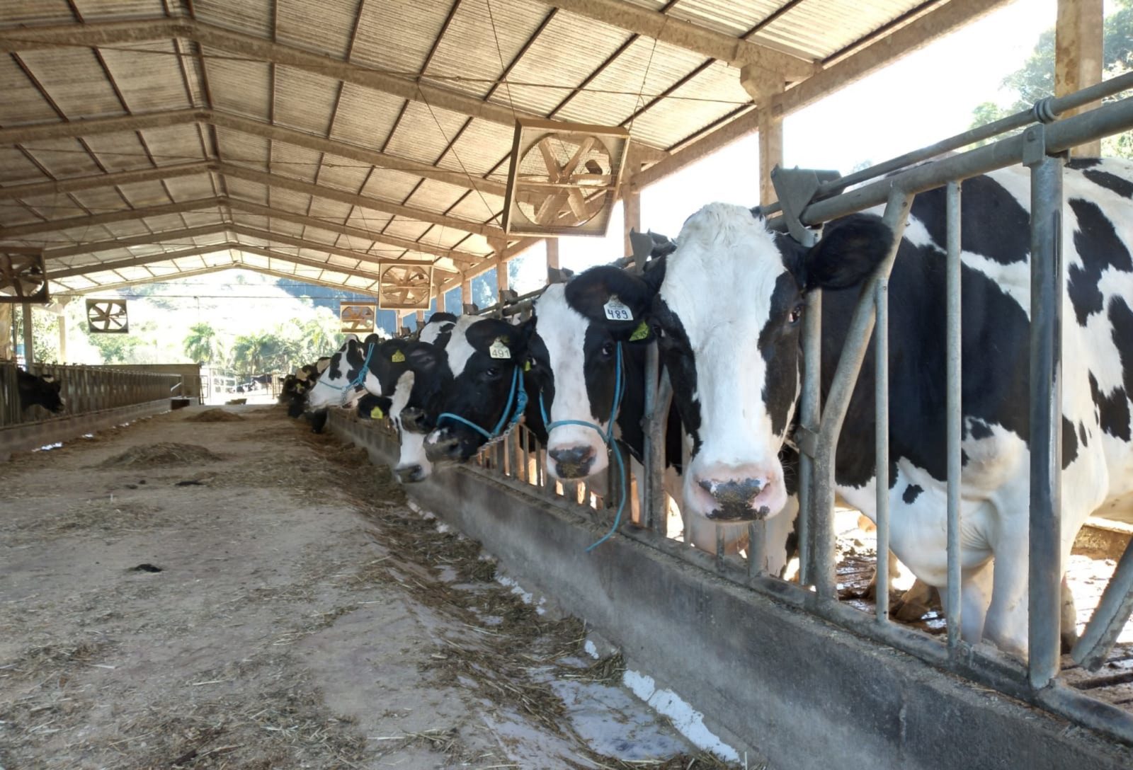 Crise do leite derruba registros de animais em associação no Sul