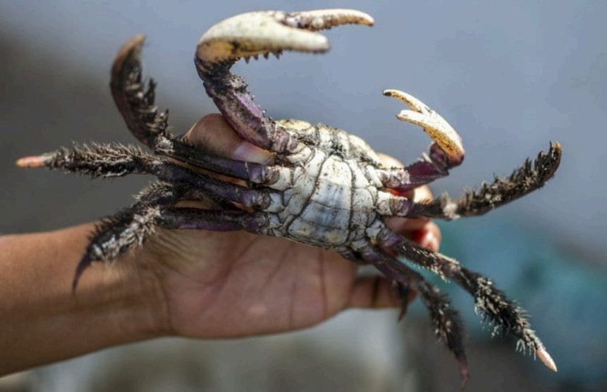 Defeso do caranguejo-uçá 2026: Calendário de proibição é divulgado; veja as datas