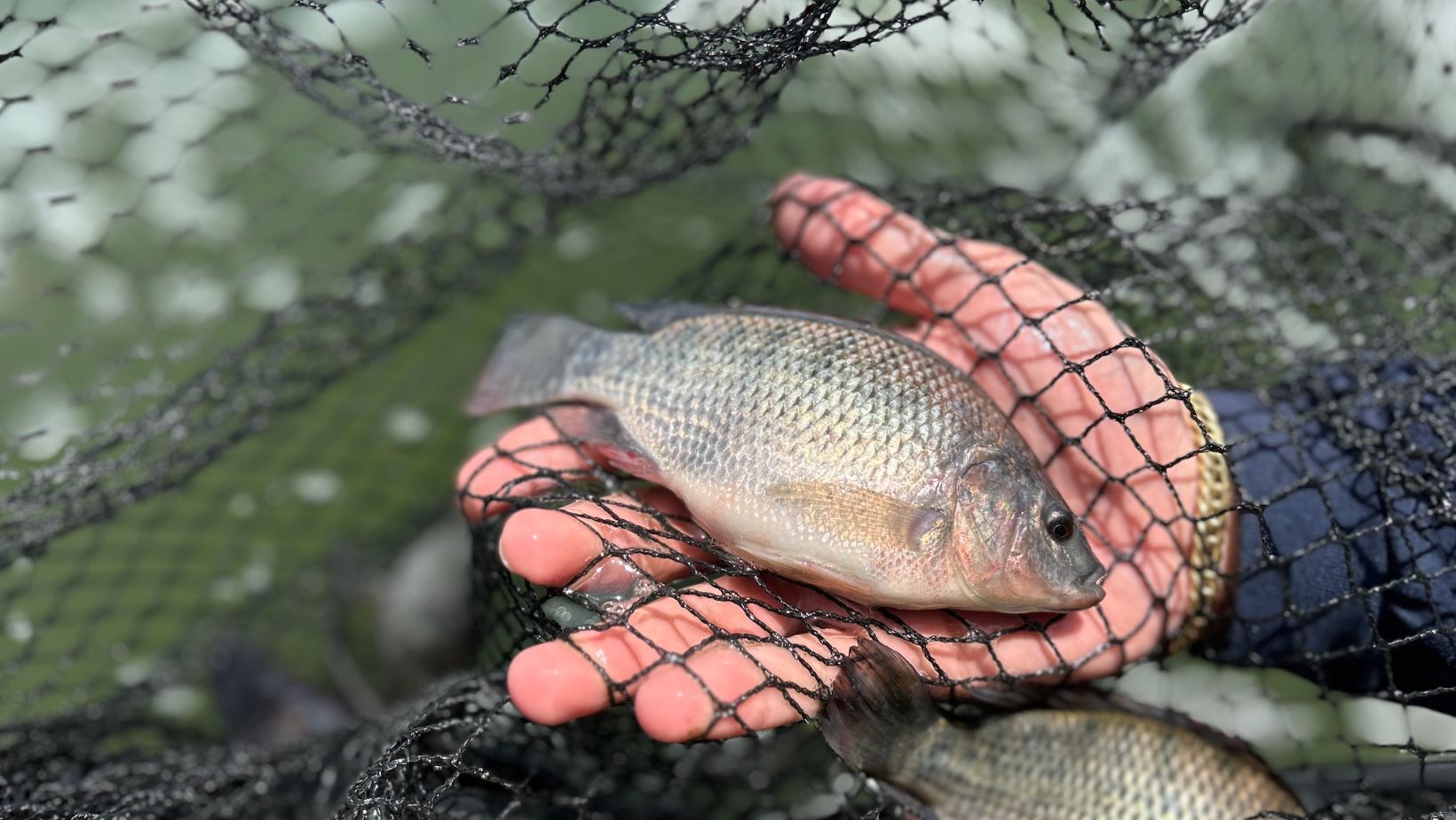 Desafios tarifários e segurança regulatória devem orientar a piscicultura brasileira em 2026