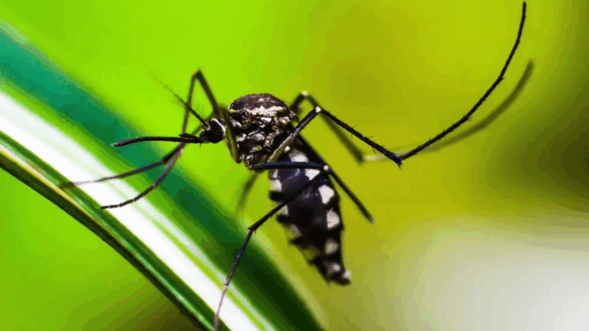 São Paulo confirma 1ª morte por dengue em 2026