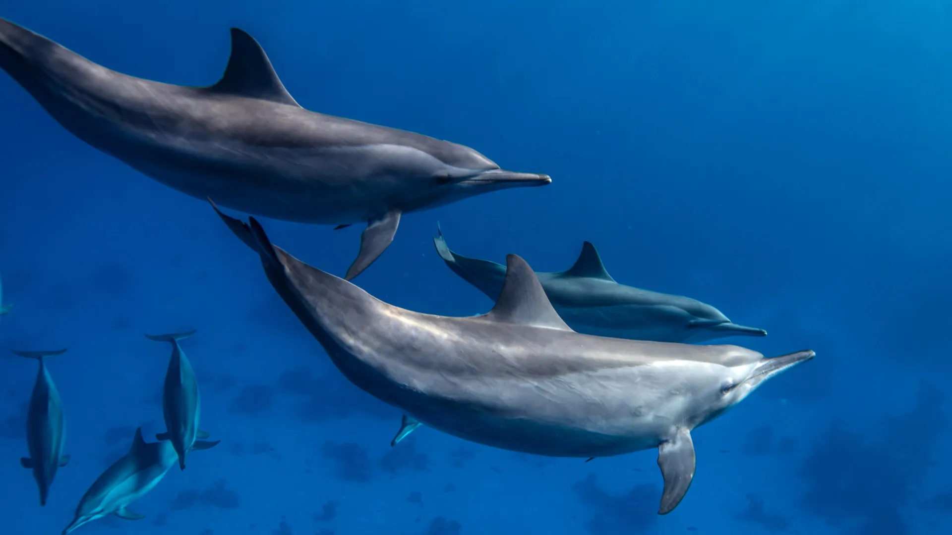 Coisas surpreendentes sobre golfinhos que pouca gente sabe