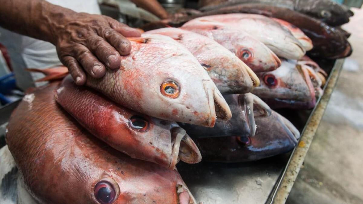 MPA suspende temporariamente pagamento do PTR Pesca de janeiro para ajuste de cadastros