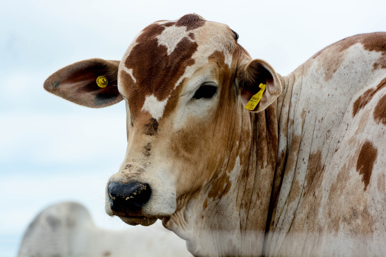 Boi gordo abre a semana valendo R$ 322/@ em importantes praças; vender ou esperar?