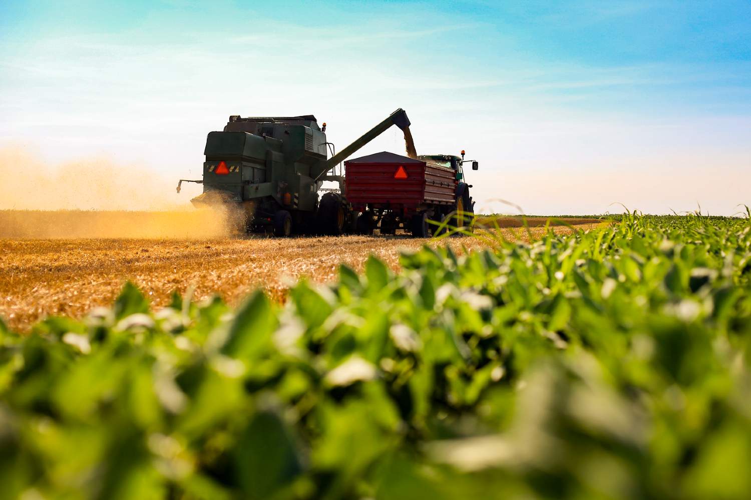 Liquidez aumenta, mas preços da soja seguem em queda