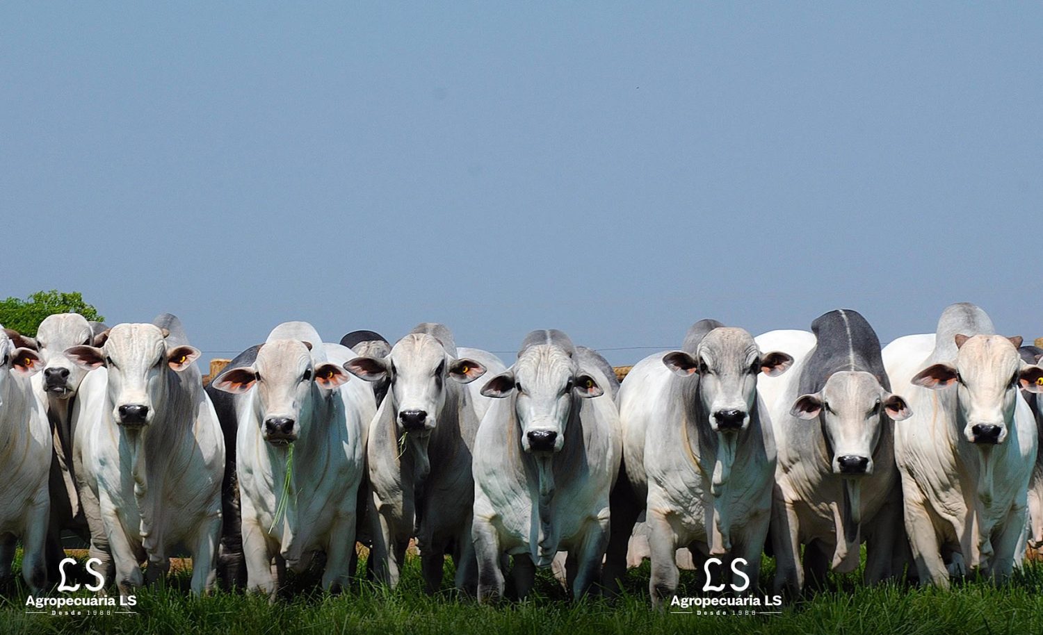 Governo de Goiás divulga boletim com indicadores agropecuários em 2025