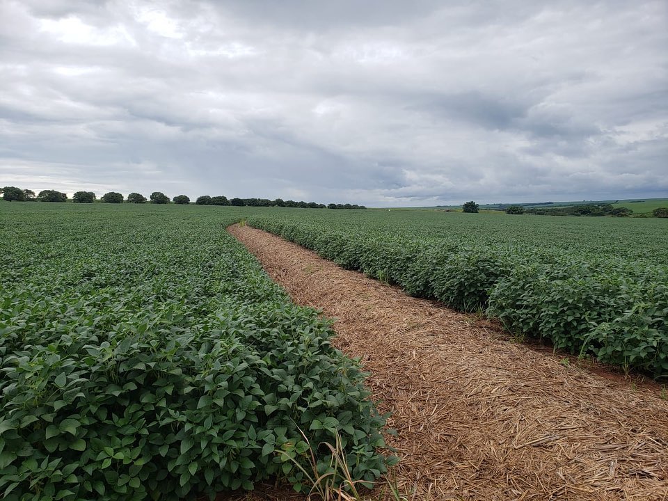 AgRural: Com MT na dianteira e PR atrasado, colheita de soja do Brasil avança para 2%