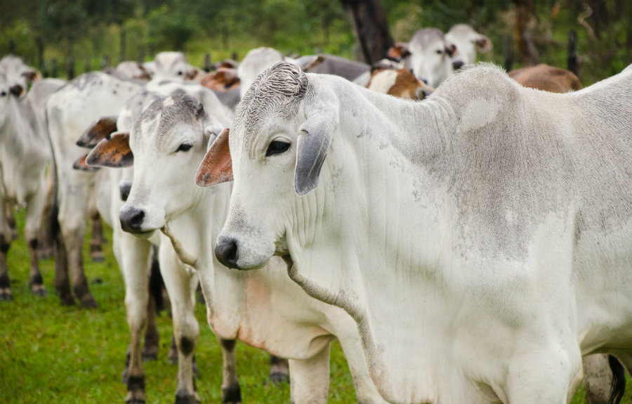 Marfrig planeja realizar investimentos de até R$ 2 bi em criação de gado no BR
